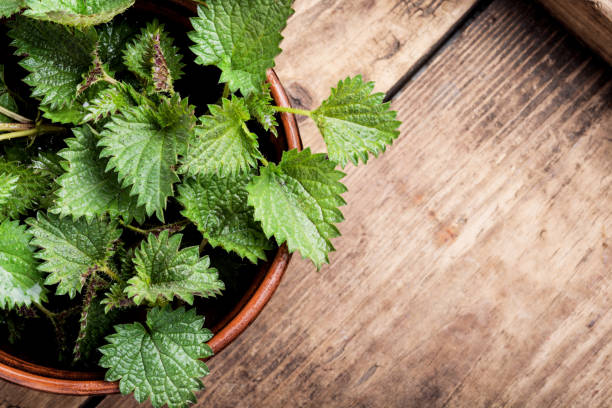 istock Bunch of common nettles 1140299957