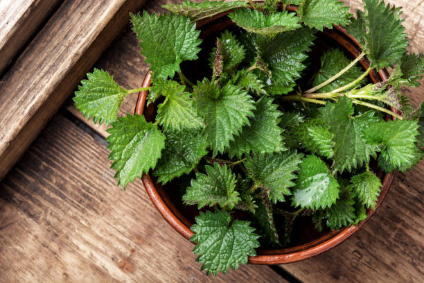 istock Bunch of common nettles 1140299970