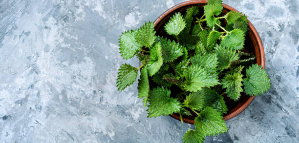istock Bunch of common nettles 1140299980