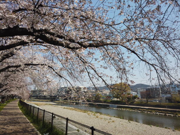 istock Kyoto Riverside sakura cherry blossom 1140299996