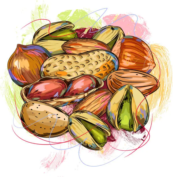 Vector illustration of Tasty Nuts Drawing
