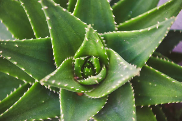 Aloe Vera plant, Santorini Greece