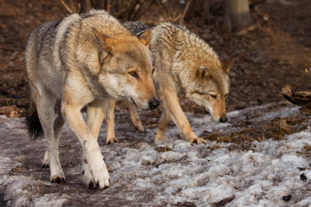 istock A pair of wolves (husband and wife 1140301342