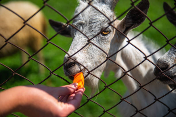 istock contact zoo. feeding goats. summer time 1140303019