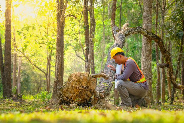istock Asian engineer hand holding blueprint working in area forest 1140303346