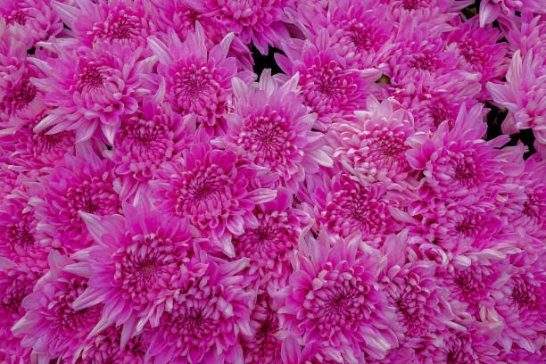 istock Beautiful flowers background for wedding scene Decoration 1140303447