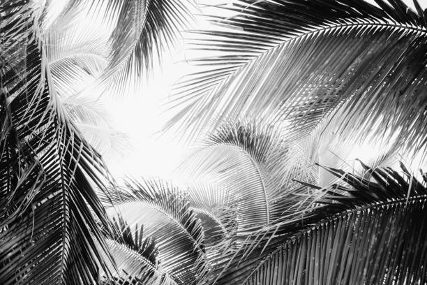 istock Coconut palm tree foliage under sky. Vintage background. Black and white 1140304763