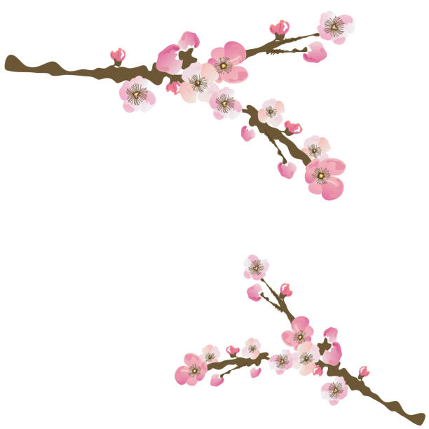 Cherry blossom tree branch stock photo