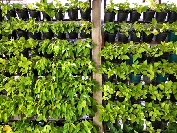 istock Full Frame Shot Of Potted Plants 1140313682