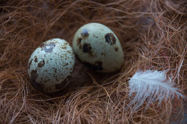 Two quail eggs in a nest, white feather.