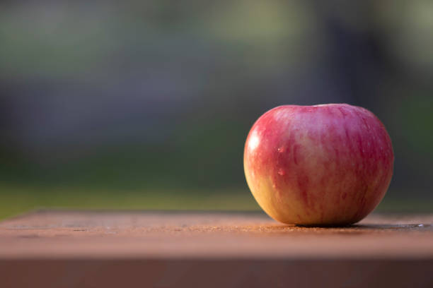 istock Ripe red apple close-up with sun rays and apple orchard in the background. 1140315427