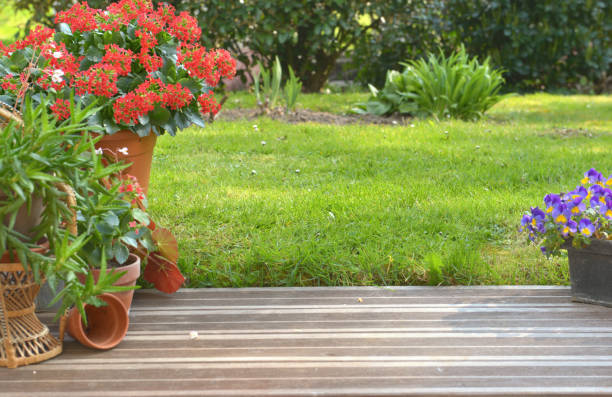 istock succulent plant potted blossoming in a garden 1140315536
