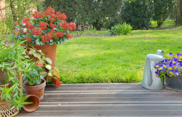 istock succulent plant potted blossoming in a garden 1140316146