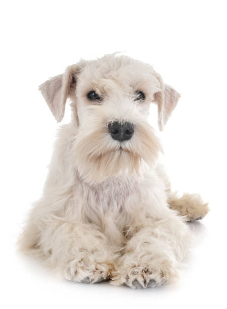 istock puppy white miniature schnauzer 1140316985