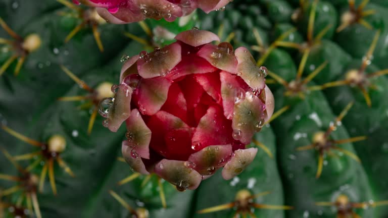 Close-Up Flower Timelapse - Gymnocalycium Baldianum