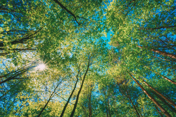 istock Low Angle View Of Trees In Forest During Autumn 1140317134