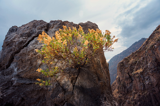 scenic tiny bush growth from huge rock in Peruvian Andes