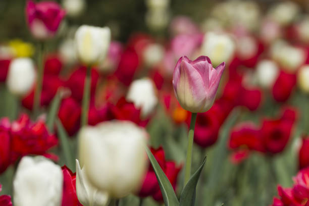 istock Group of colorful tulip. 1140322327