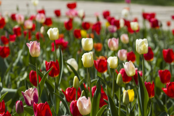 istock Group of colorful tulip. 1140322346
