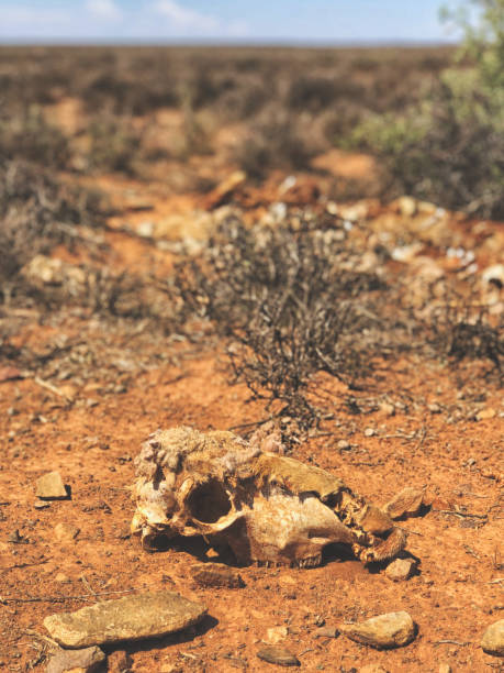istock Sheep skull remains in the field; drought death 1140322796