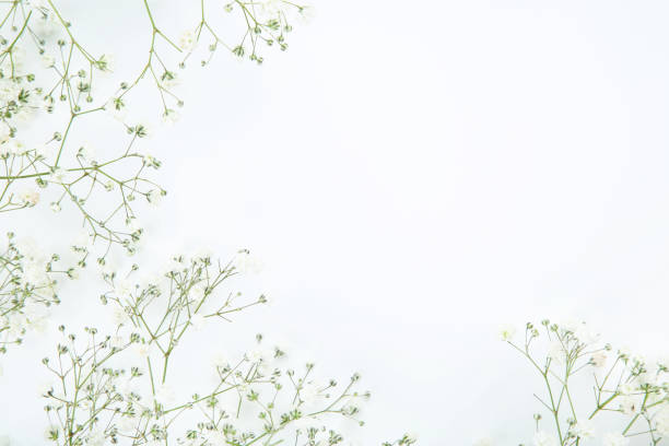istock Gypsophila flowers on white background 1140325716