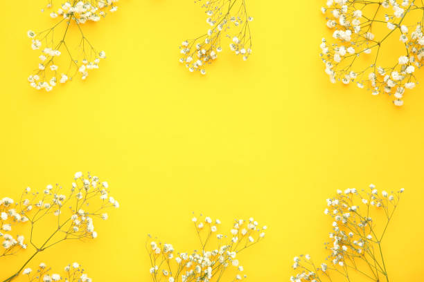 istock White gypsophila flowers on yellow background 1140325733