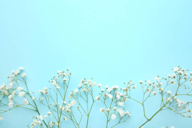 istock White gypsophila flowers on blue background 1140325769