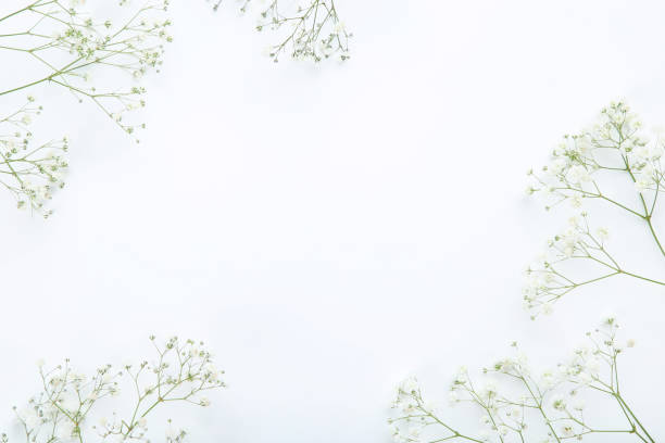 istock Gypsophila flowers on white background 1140325777