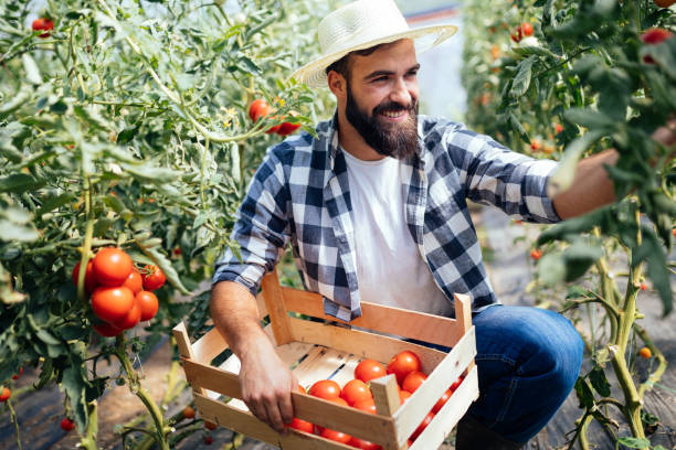 istock Male farmer picking fresh tomatoes from his hothouse garden 1140325788