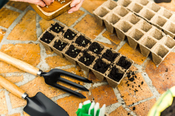 istock Planting seeds in organic pots 1140325839