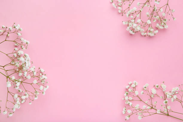 istock White gypsophila flowers on pink background 1140325865