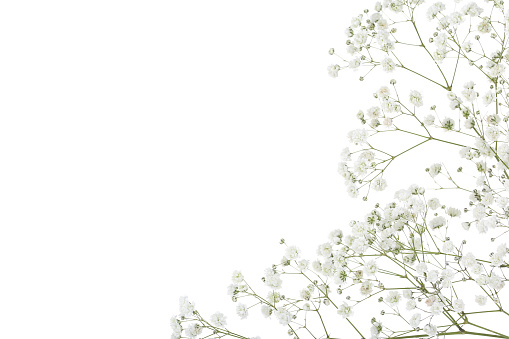 Flores de Gypsophila aisladas sobre fondo blanco photo