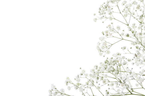 Gypsophila flowers isolated on white background Gypsophila flowers isolated on white background gypsophila stock pictures, royalty-free photos & images