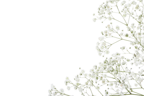 gypsophila flowers isolated on white background - gypsophila imagens e fotografias de stock