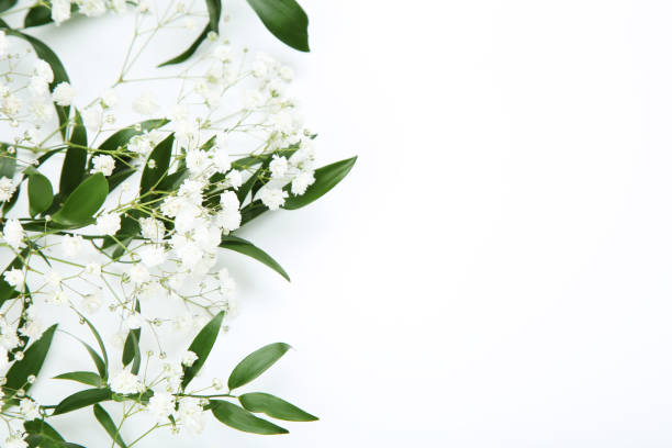 istock Gypsophila flowers and green leafs on white background 1140325898