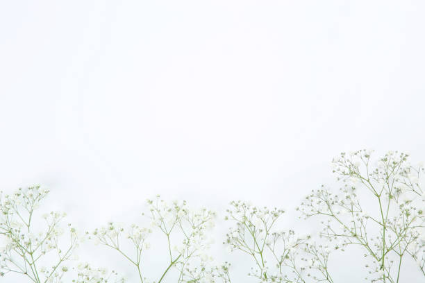 istock Gypsophila flowers on white background 1140326047