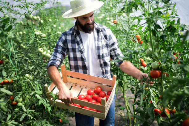 istock Friendly farmer at work in greenhouse 1140326140