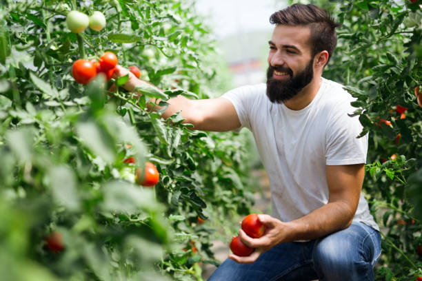 istock Attractive happy male farmer working in greenhouse 1140326155