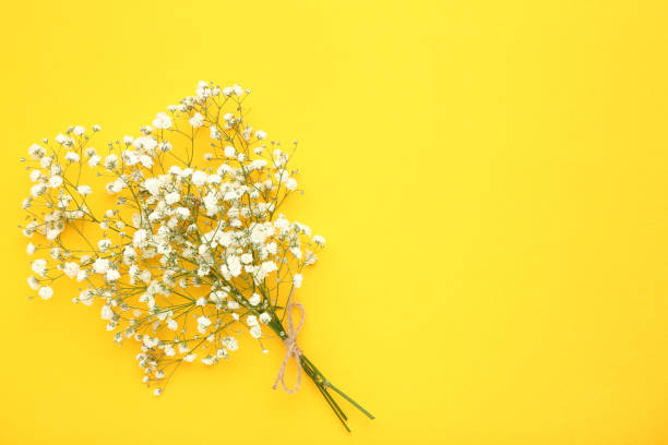 istock White gypsophila flowers on yellow background 1140326187