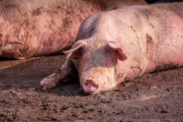 istock Pigs in the porch 1140326826