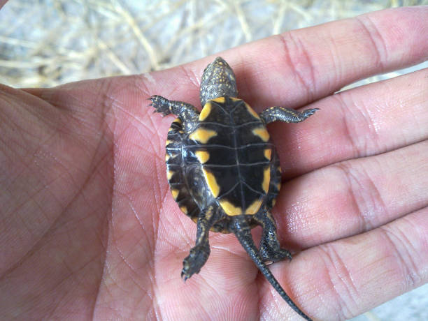 istock A turtle on hand, Iran, Gilan, Rasht 1140327196