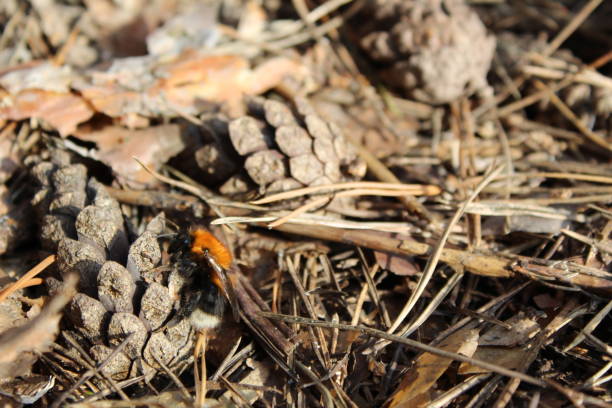 istock pine cones on the ground in early spring and awakened bumblebee 1140327301