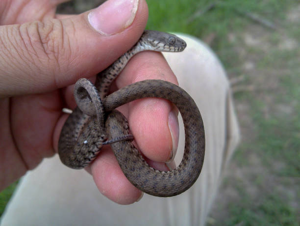 istock A snake on hand, Iran, Gilan, Rasht 1140327472