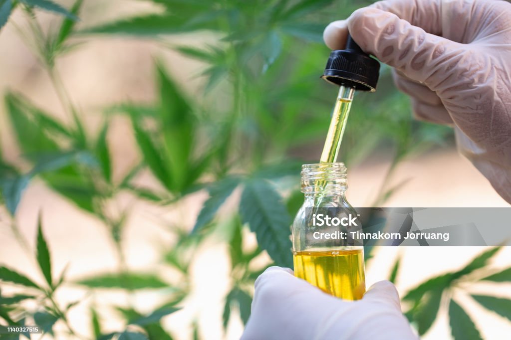 cannabis oil in the doctor's hand hemp leaf, Marijuana medical medicine Essential Oil Stock Photo