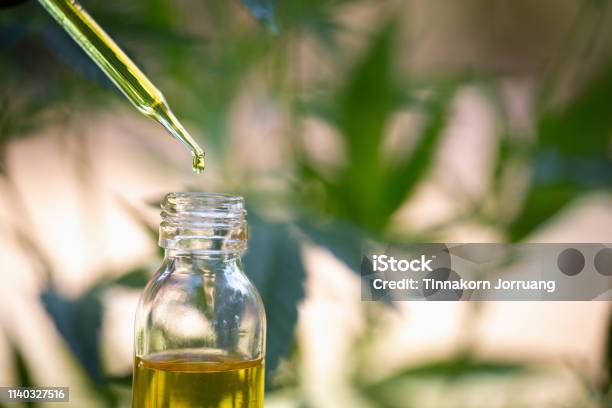 Photo libre de droit de Cannabidiol Cbd Cannabis Chanvre Marijuana Médecine Médicale banque d'images et plus d'images libres de droit de Huile de table