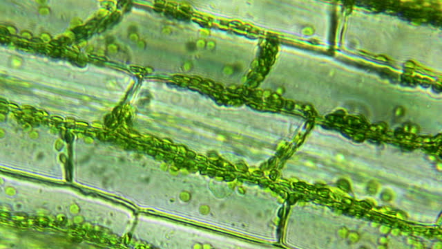 Water plant leaf, microscopic view