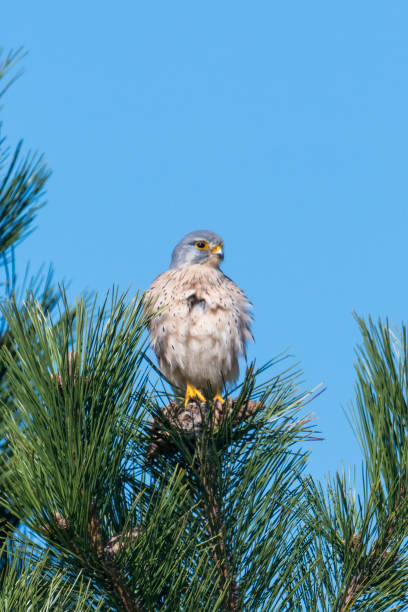 istock Kestrel female sits fluffed on a pine tip 1140330510
