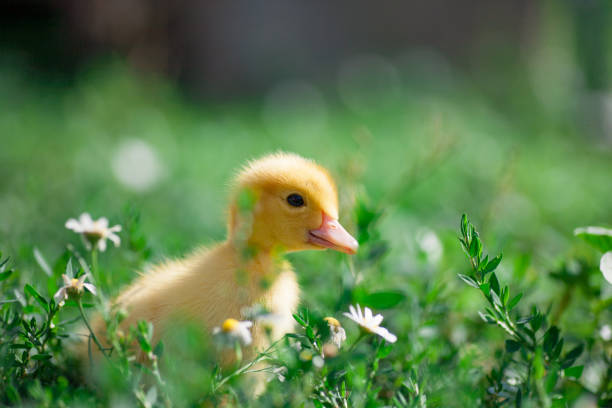 istock Little yellow ducklings on hay 1140332178