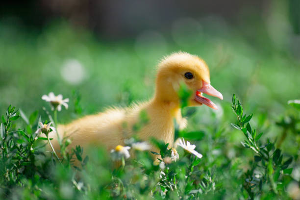 istock Little yellow ducklings on hay 1140332762
