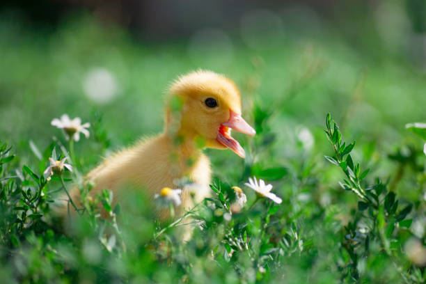 istock Little yellow ducklings on hay 1140332882